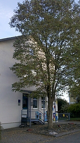 Stadtrat Mindelheim Baumfaellung1